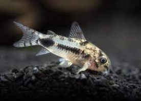 corydoras habrosus9